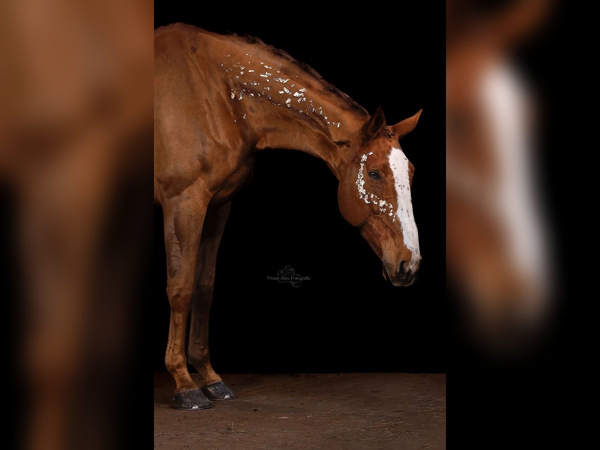 Zangersheider Gelding 7 years 18 hh Chestnut-Red in Bergkamen
