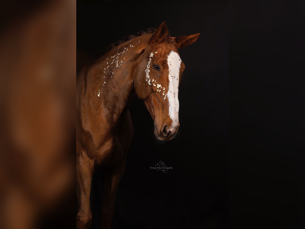 Zangersheider Gelding 7 years 18 hh Chestnut-Red in Unna