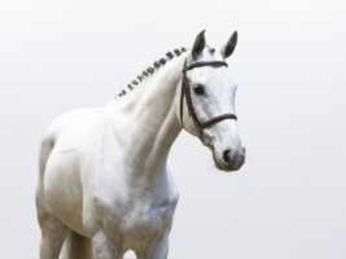 Zangersheider Gelding 8 years 16,2 hh Gray in Waddinxveen