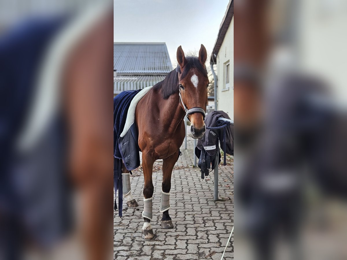 Zangersheider Gelding 8 years 16,1 hh Brown in G&#xF6;rlitz