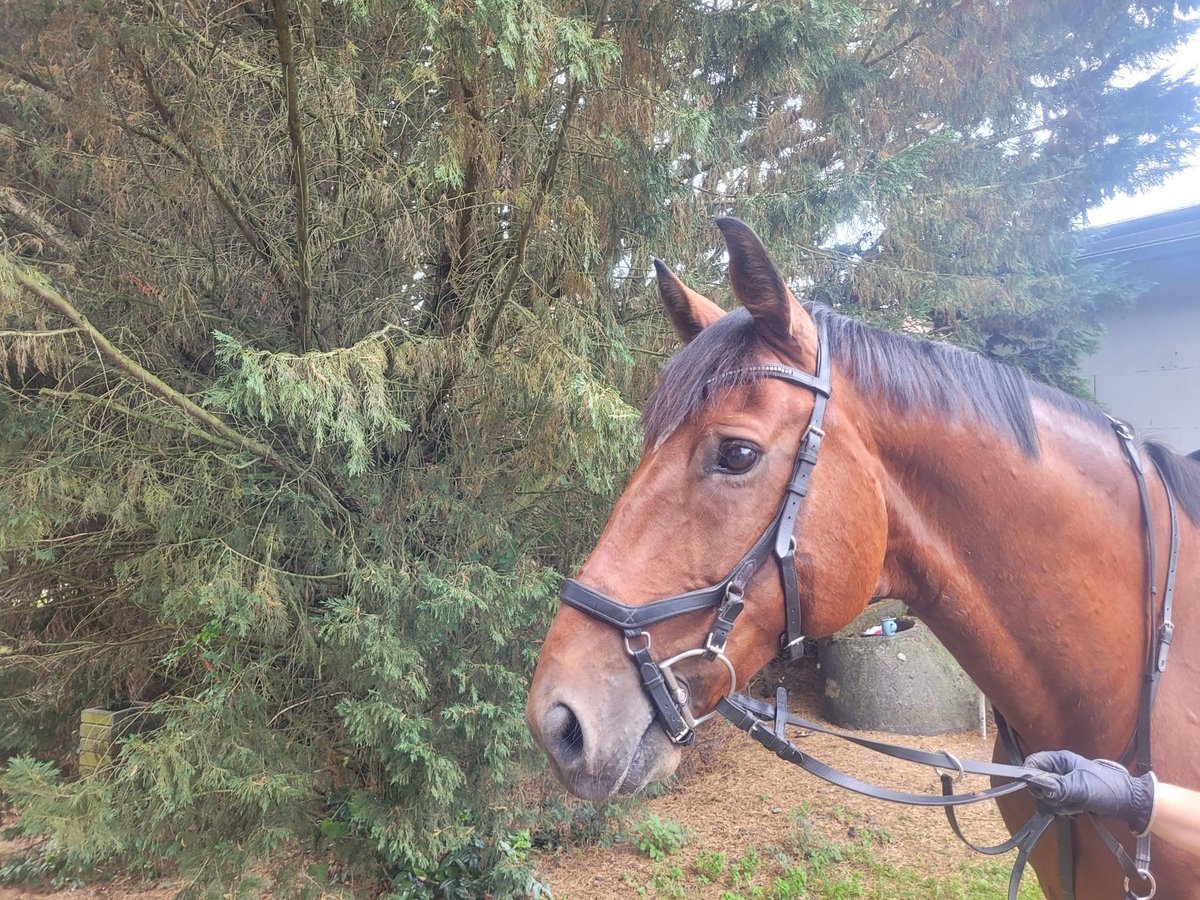 Zangersheider Gelding 8 years 16,2 hh Brown in speyer