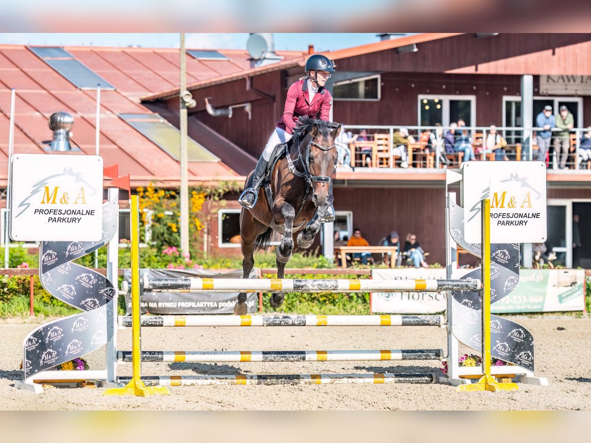 Zangersheider Gelding 8 years 16,2 hh Brown in Myślenice