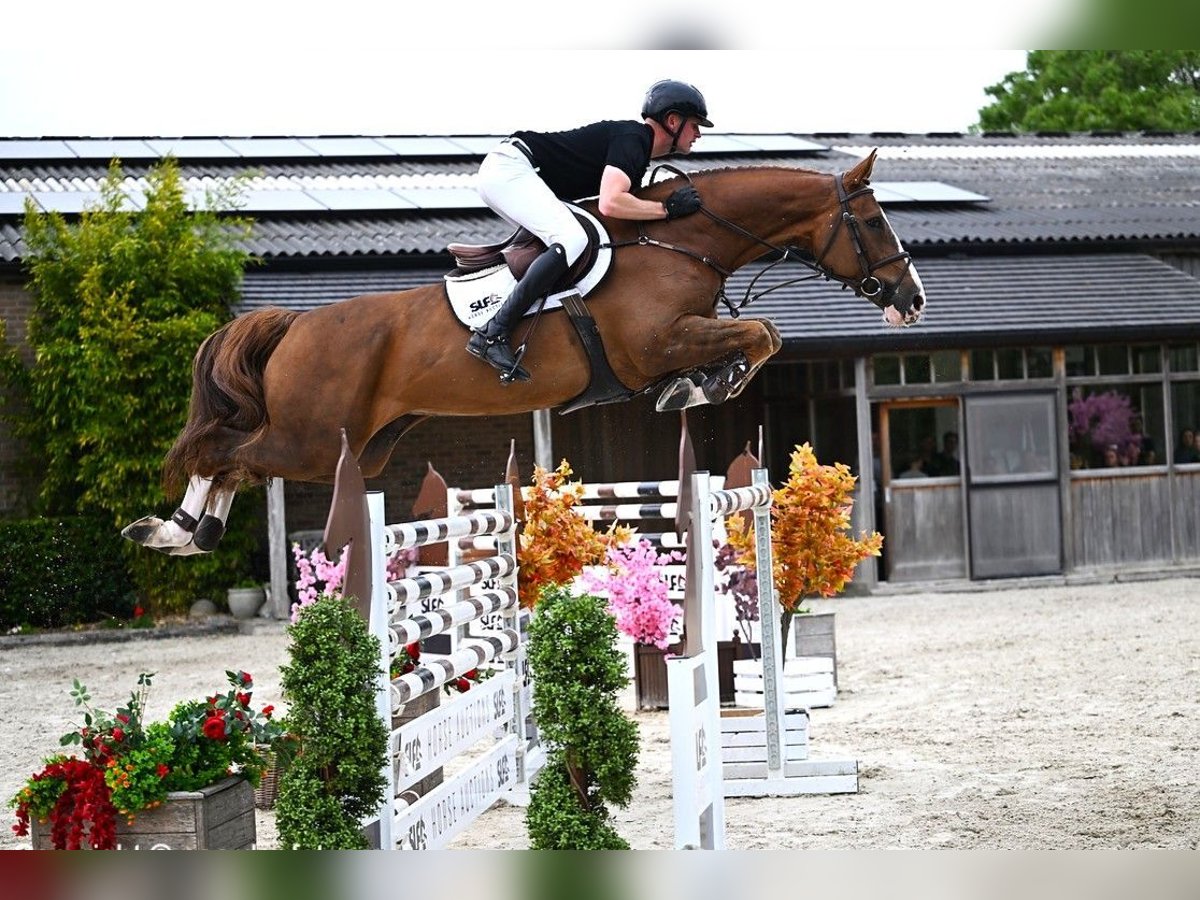 Zangersheider Gelding 8 years 16,2 hh Chestnut-Red in Bladel