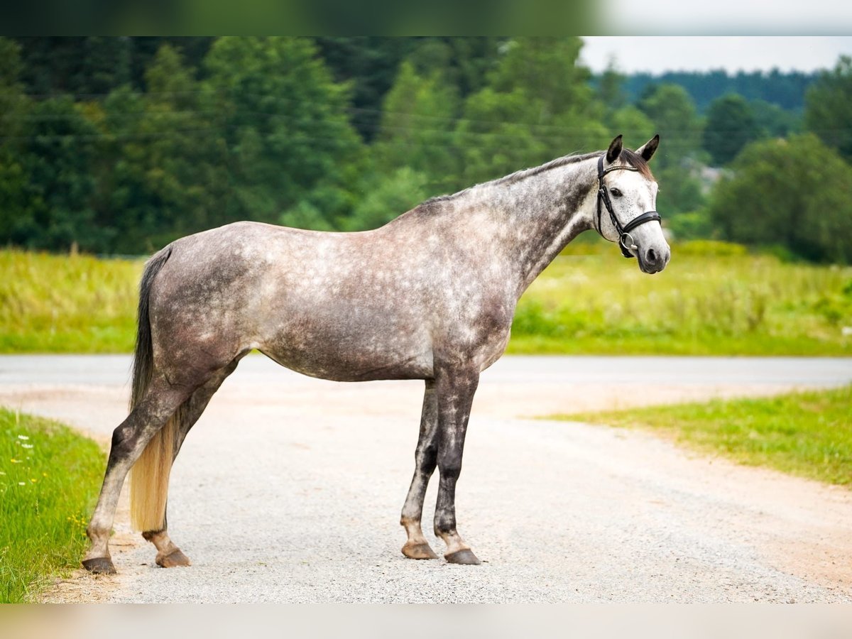 Zangersheider Gelding 8 years 16,2 hh Grey in Heinsberg