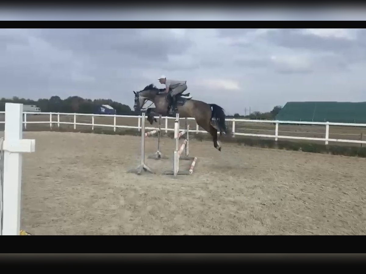 Zangersheider Gelding 8 years 17,2 hh Gray-Dapple in Heidelberg