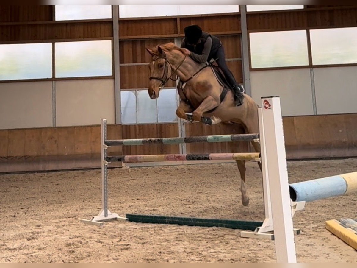 Zangersheider Gelding 8 years Chestnut-Red in Rodano