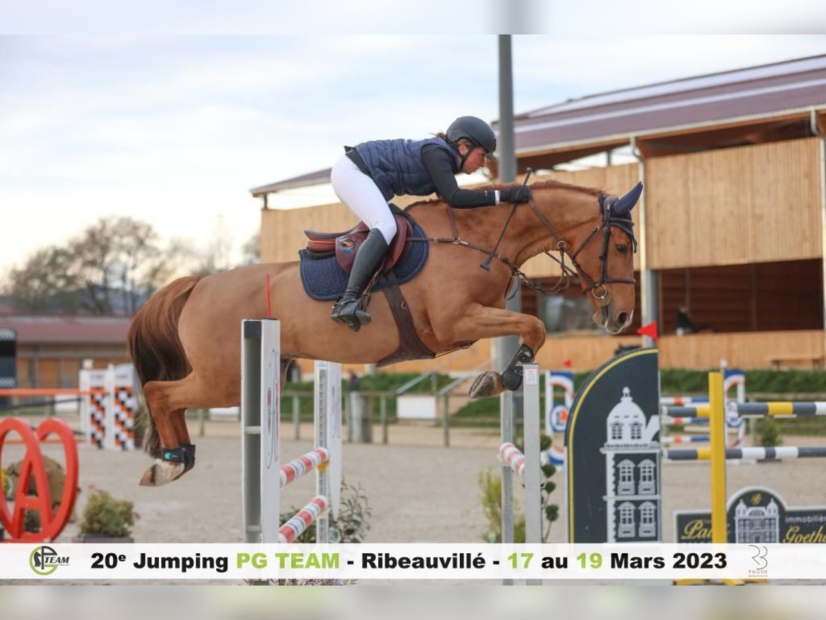 Zangersheider Gelding 9 years 16,1 hh Chestnut-Red in Mulhouse