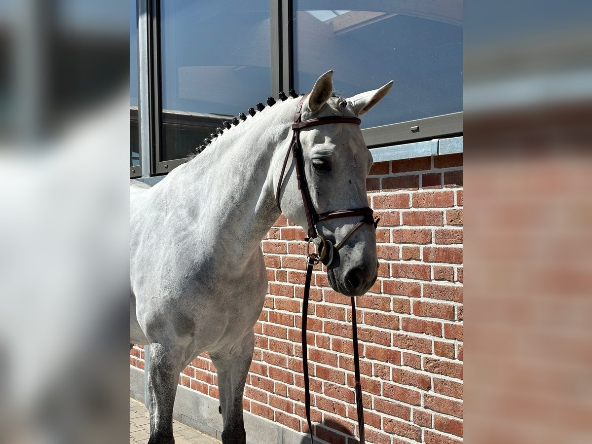 Zangersheider Gelding 9 years 16,2 hh Grey-Dapple in Bad W&#xF6;rishofen