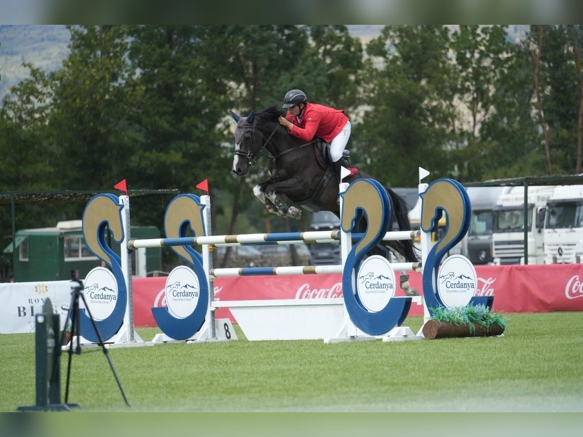 Zangersheider Gelding 9 years 17,1 hh Black in Madrid Zangersheider Gelding 9 years 17,1 hh Black in Madrid