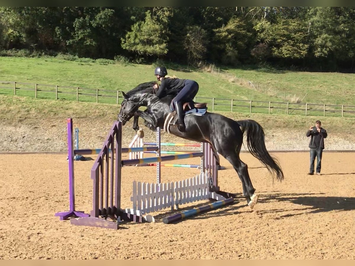 Zangersheider Hengst 10 Jahre 167 cm Rappe in Canterbury