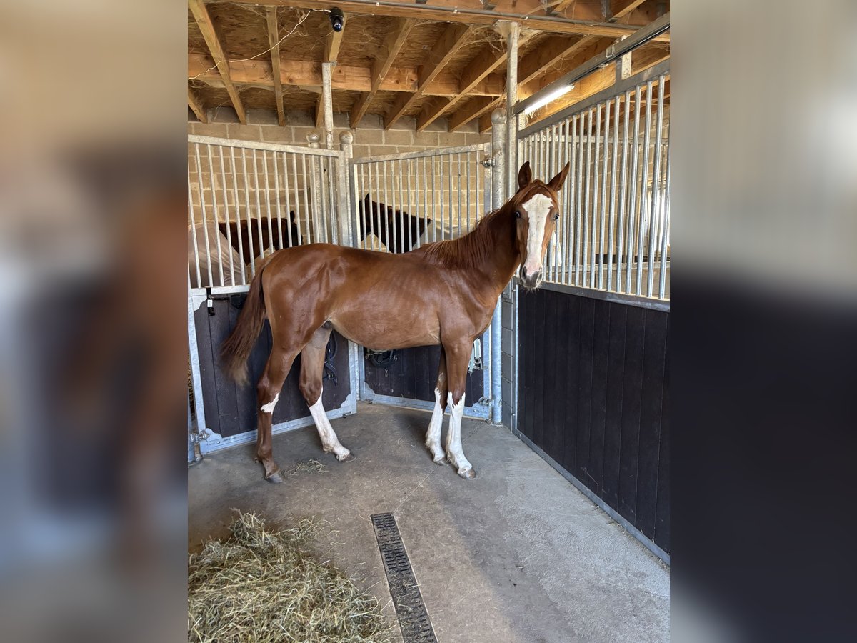 Zangersheider Hengst 1 Jahr 140 cm Fuchs in Elsenborn