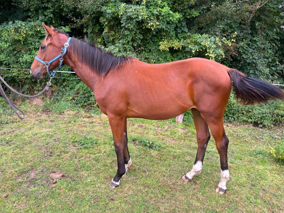 Zangersheider Hengst 1 Jahr 148 cm Brauner in Satow