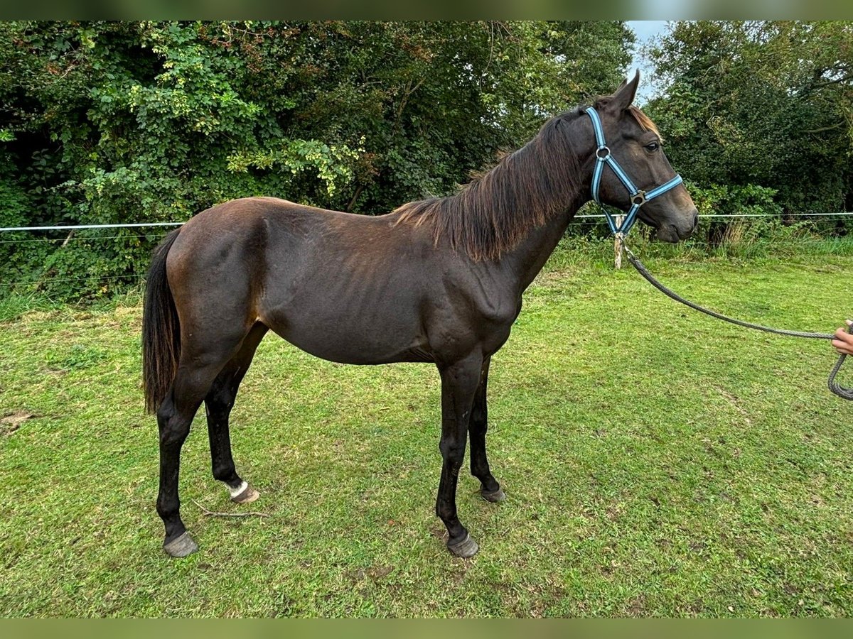 Zangersheider Hengst 1 Jahr 149 cm Schwarzbrauner in Satow