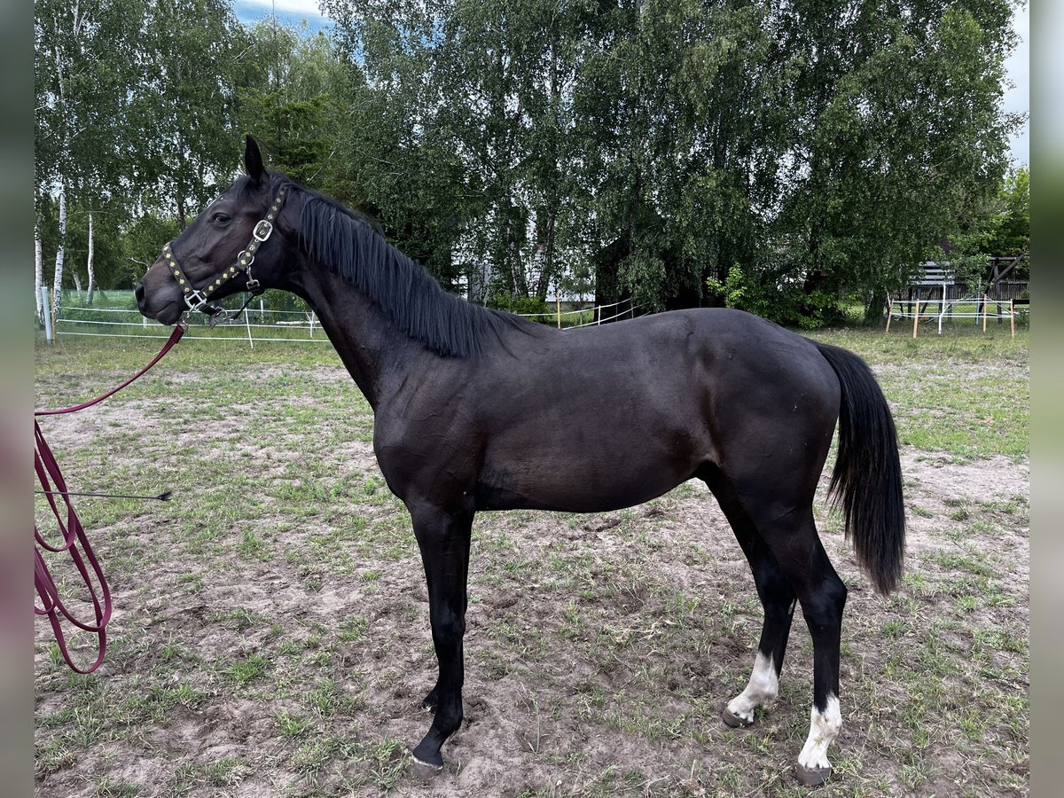 Zangersheider Hengst 1 Jahr 162 cm Schwarzbrauner in Przasnysz