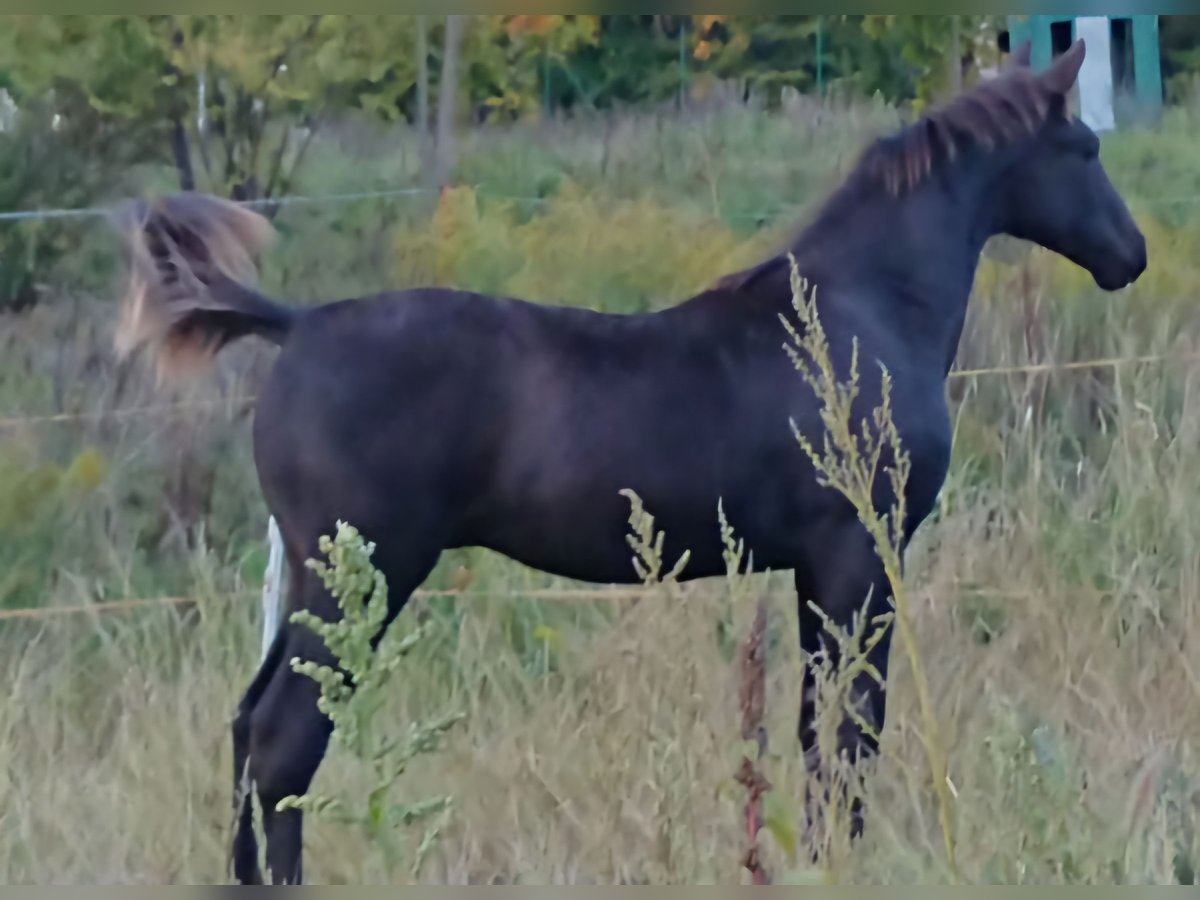 Zangersheider Hengst 1 Jahr 165 cm Rappe in Sebnitz