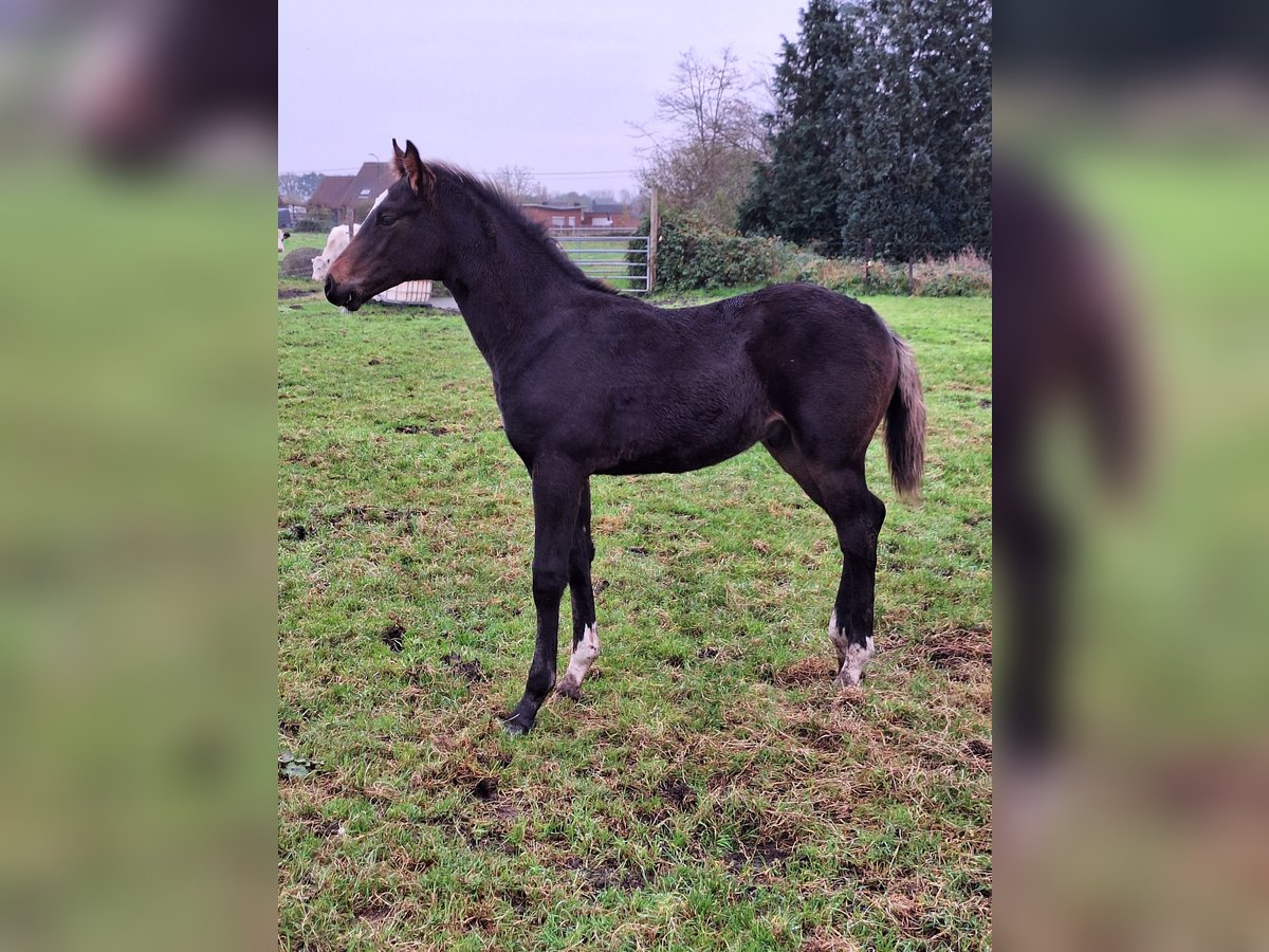 Zangersheider Hengst 1 Jahr 172 cm Schwarzbrauner in Houtvenne