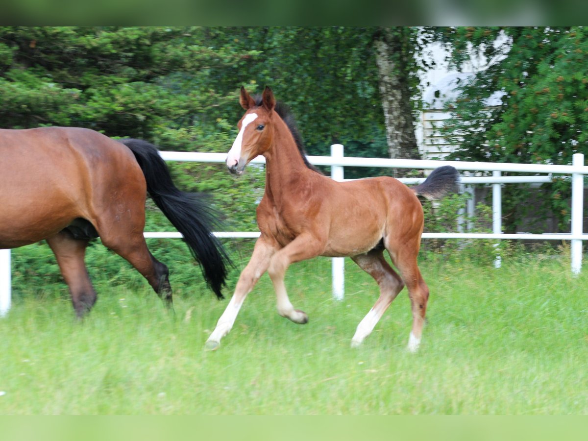 Zangersheider Hengst 1 Jahr Brauner in Nowy Tomysl