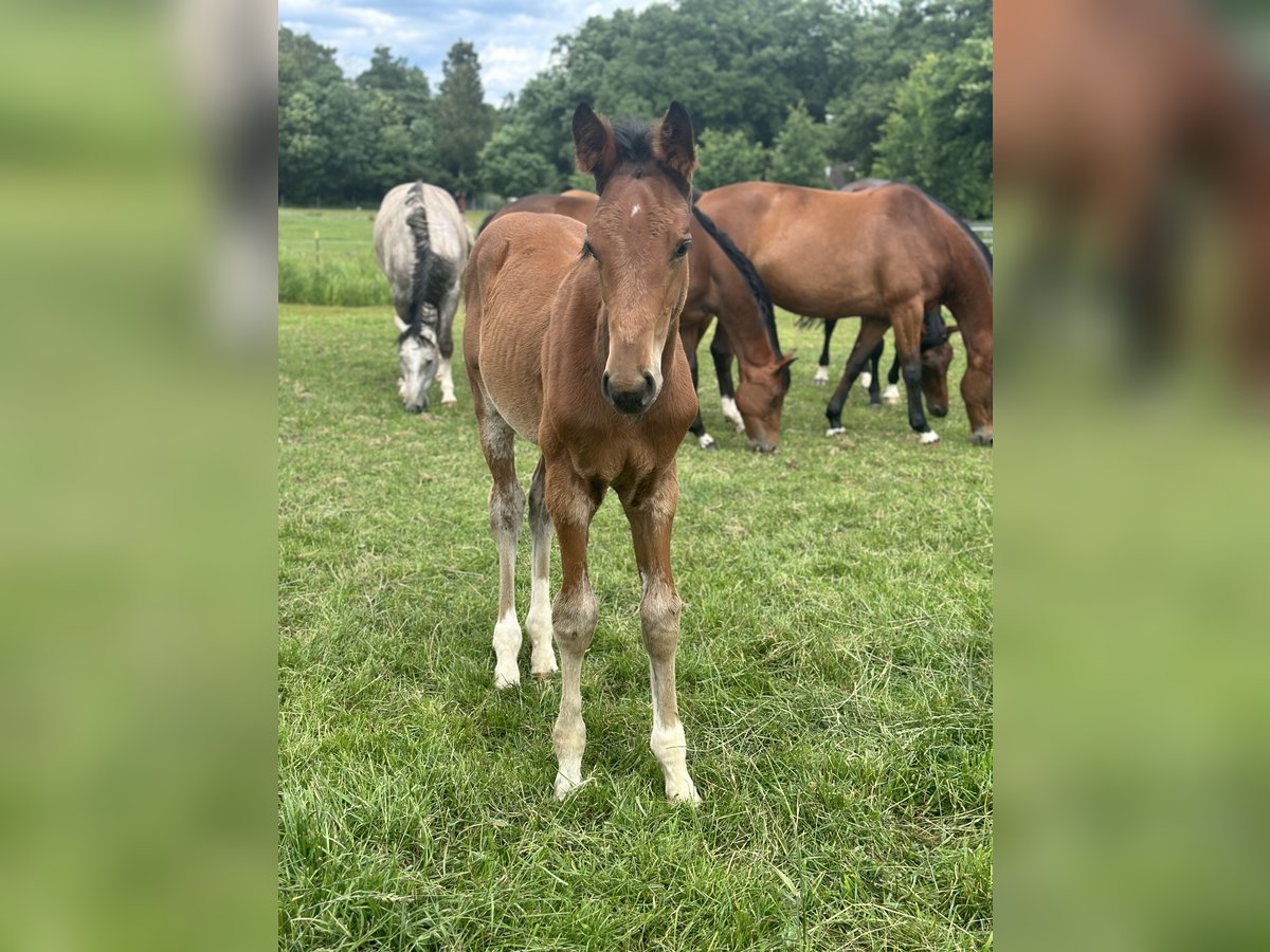 Zangersheider Hengst 1 Jahr Brauner in Schwarmstedt