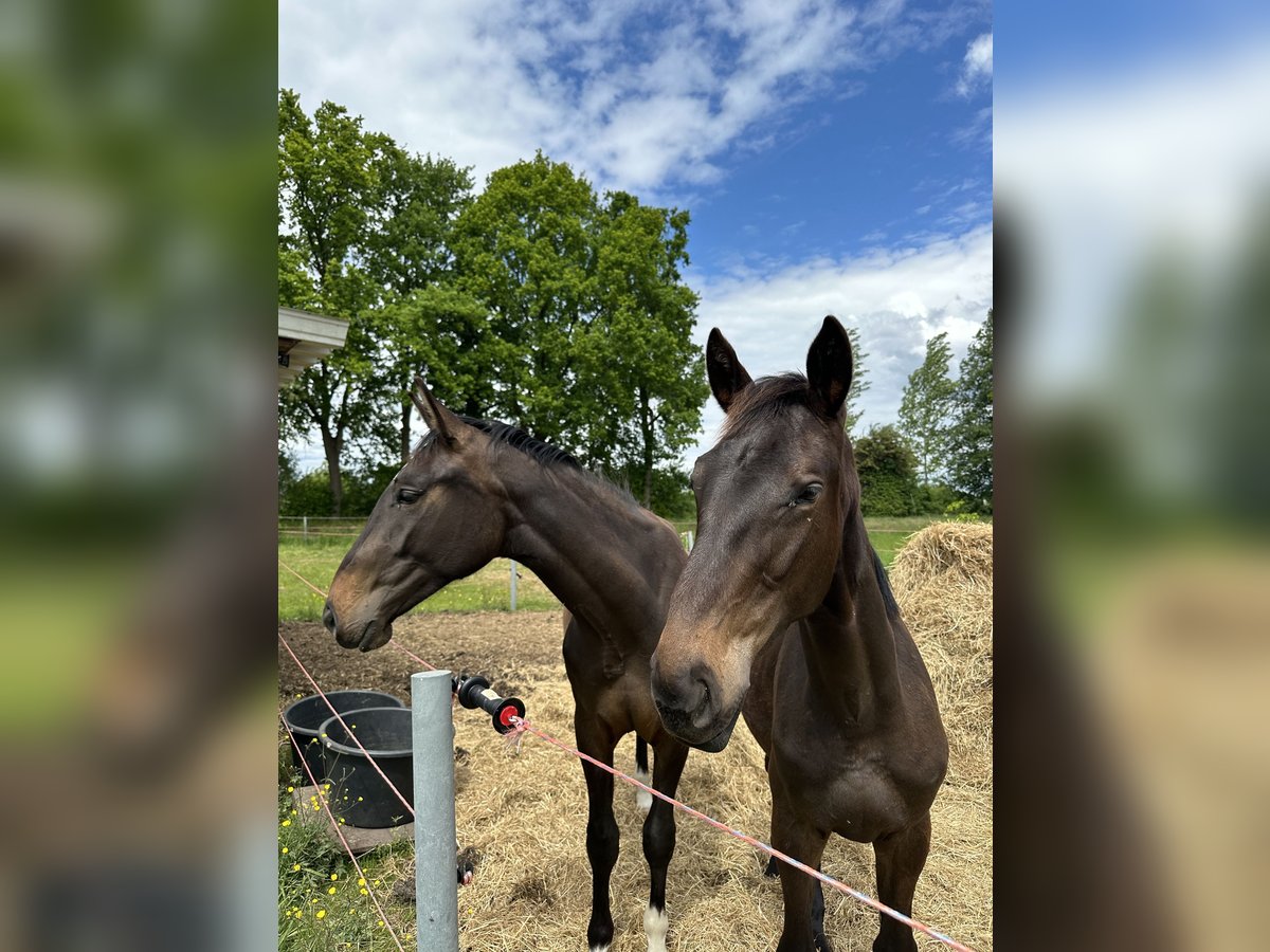 Zangersheider Hengst 1 Jahr Schwarzbrauner in Barsinghausen