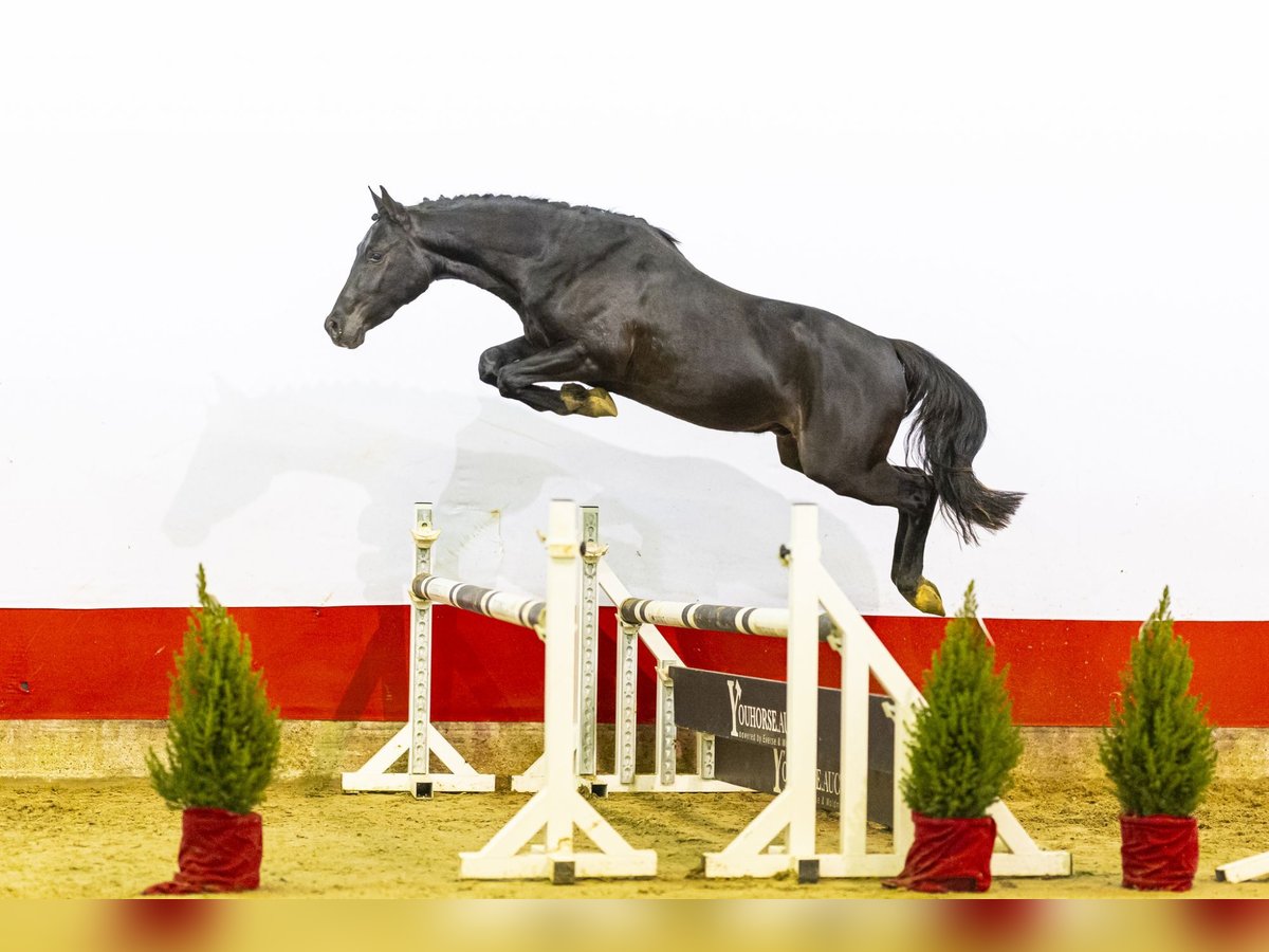 Zangersheider Hengst 2 Jahre 147 cm Rappe in Waddinxveen