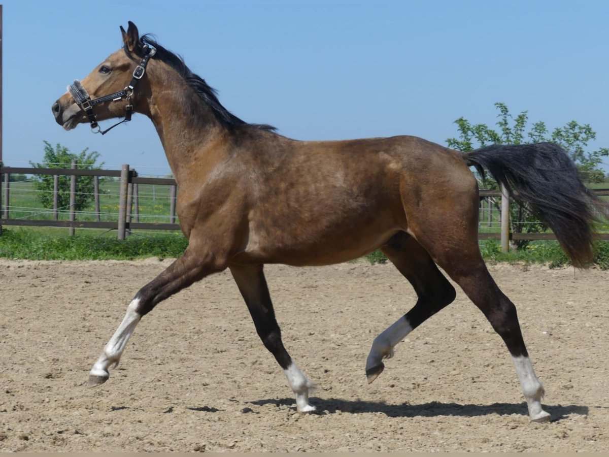 Zangersheider Hengst 2 Jahre 160 cm Buckskin in Mücheln (Geiseltal)Mücheln