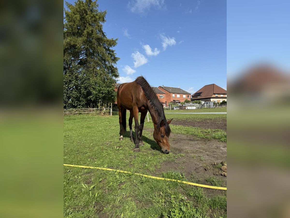 Zangersheider Hengst 3 Jahre 148 cm Brauner in Gangelt