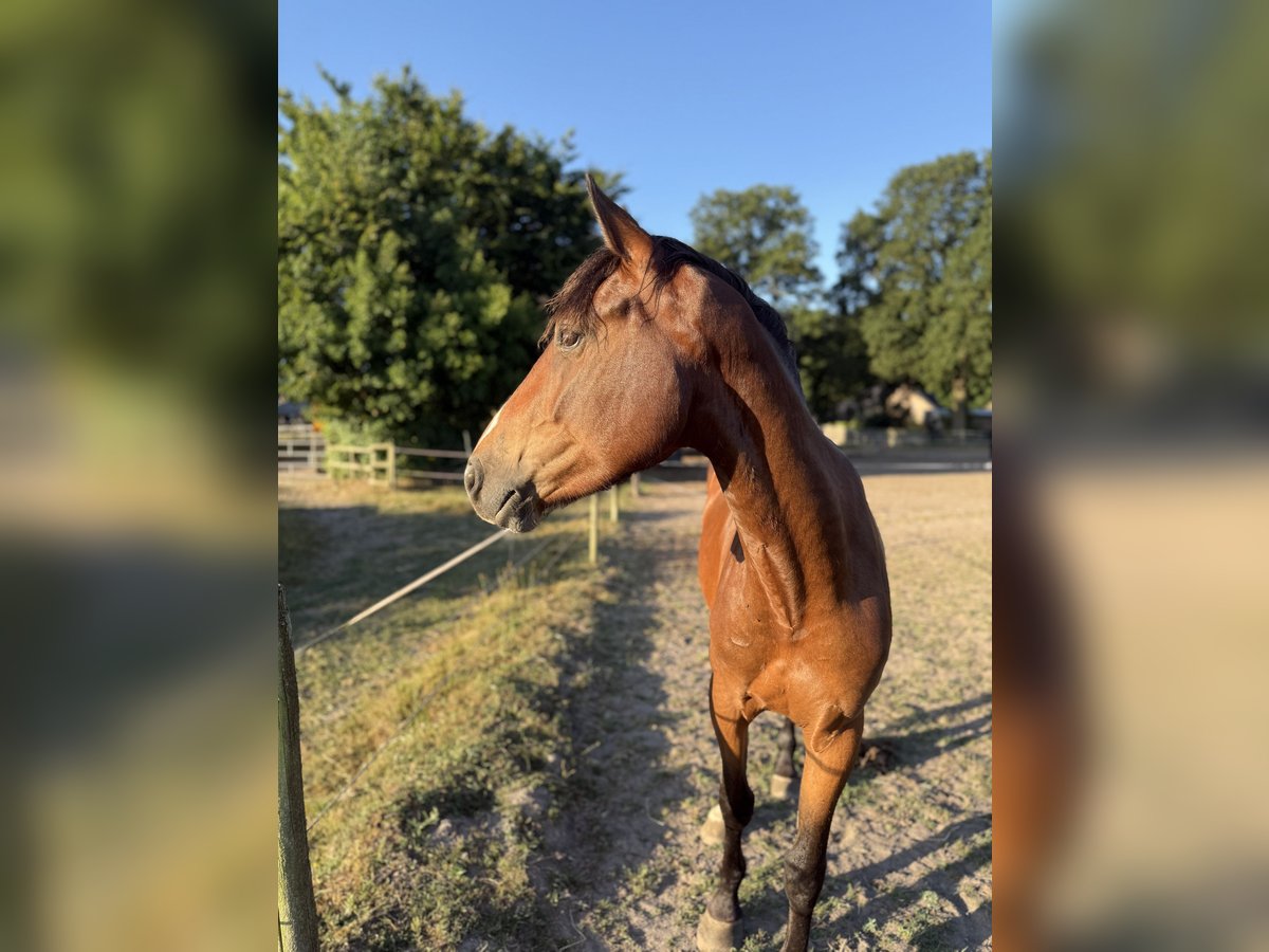 Zangersheider Hengst 3 Jahre 150 cm Brauner in Gangelt