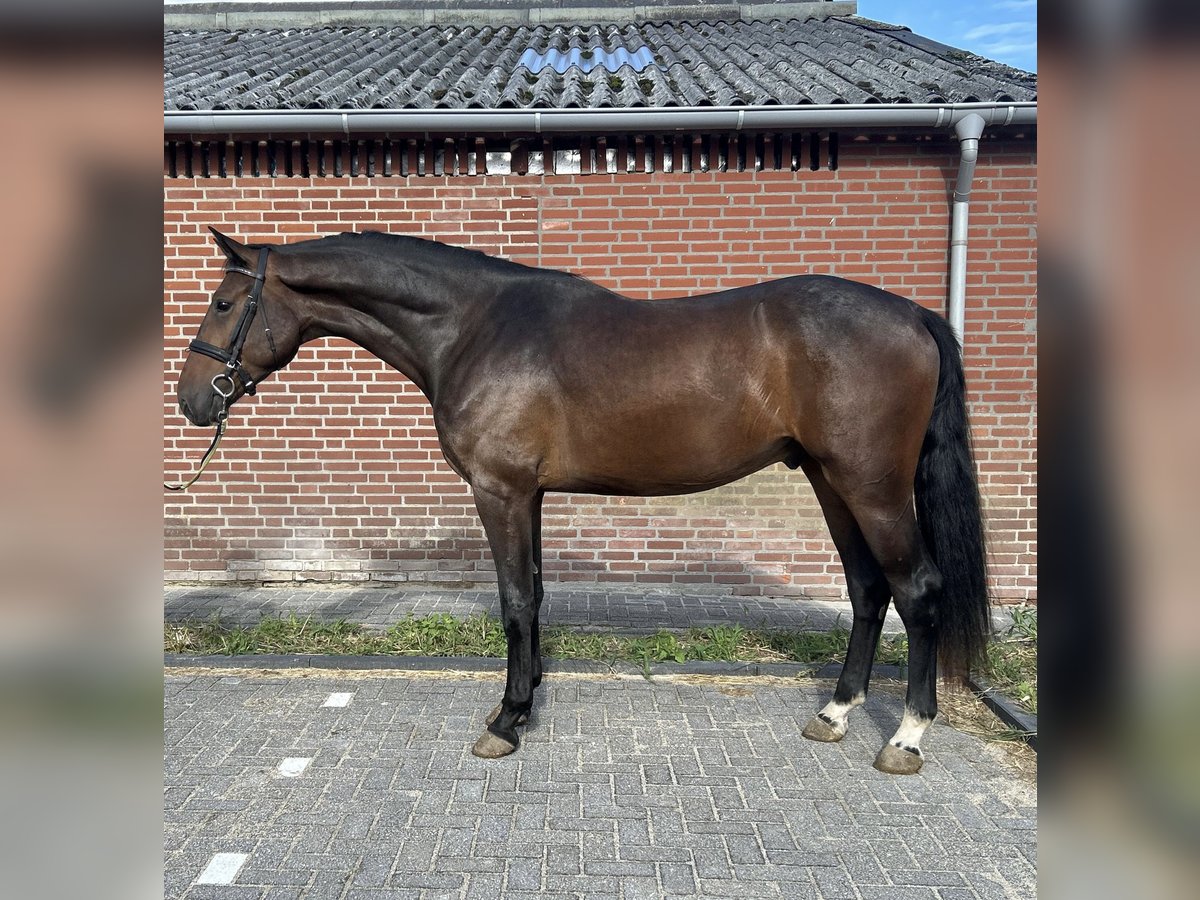 Zangersheider Hengst 3 Jahre 167 cm Dunkelbrauner in Heusden
