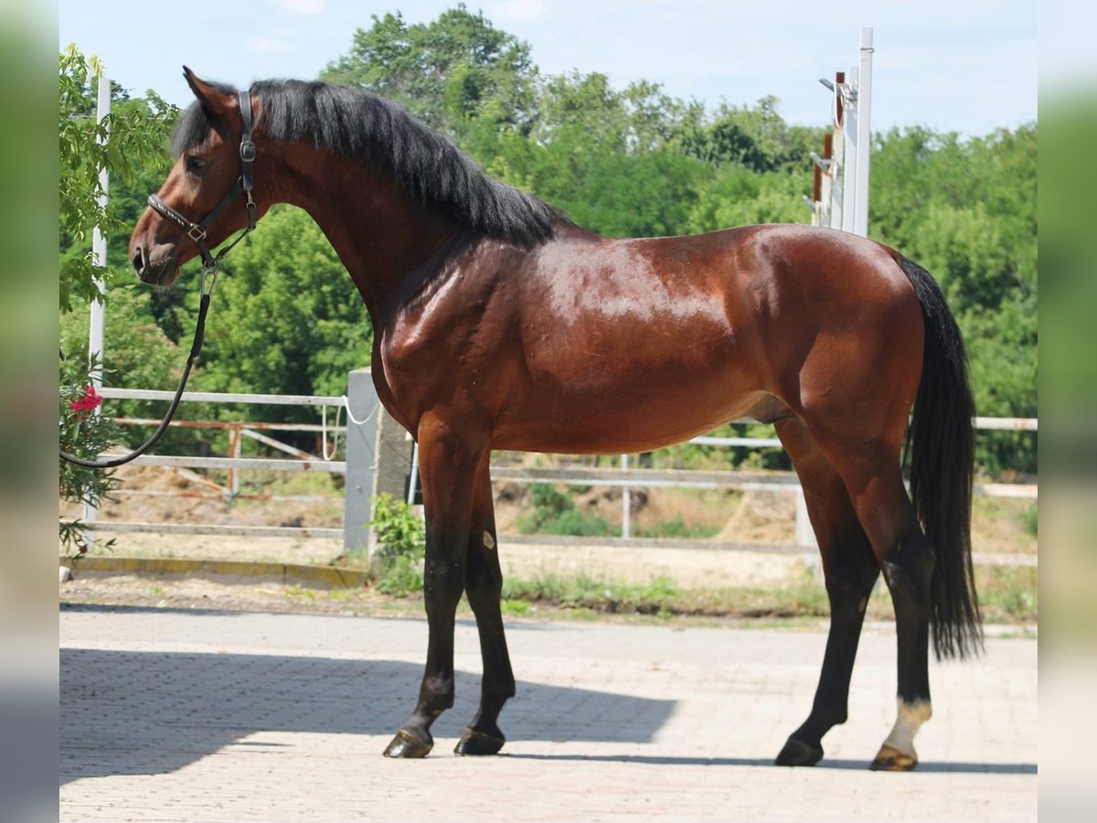 Zangersheider Hengst 3 Jahre 170 cm Brauner in Murska Soboda