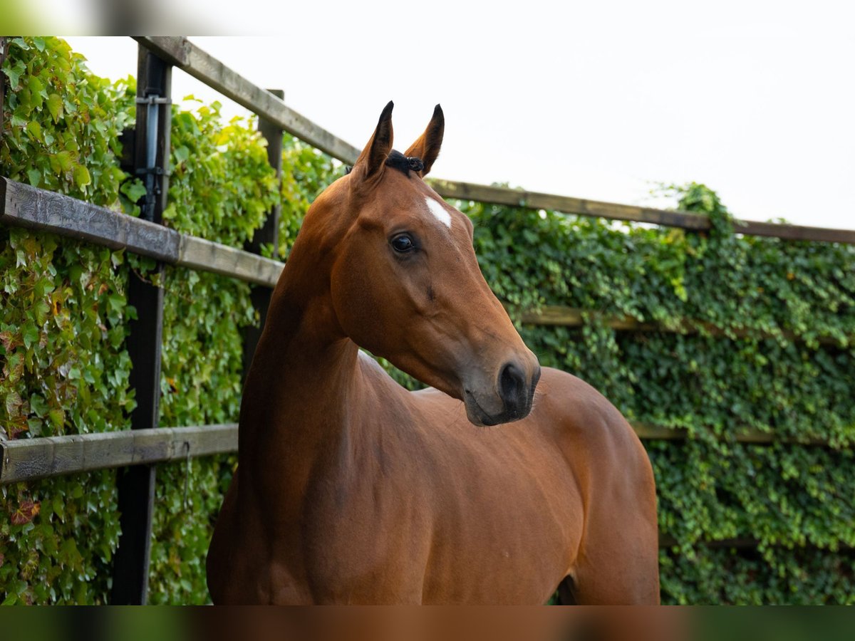 Zangersheider Hengst 3 Jahre 170 cm Brauner in Waddinxveen Zangersheider Hengst 3 Jahre 170 cm Brauner in Waddinxveen