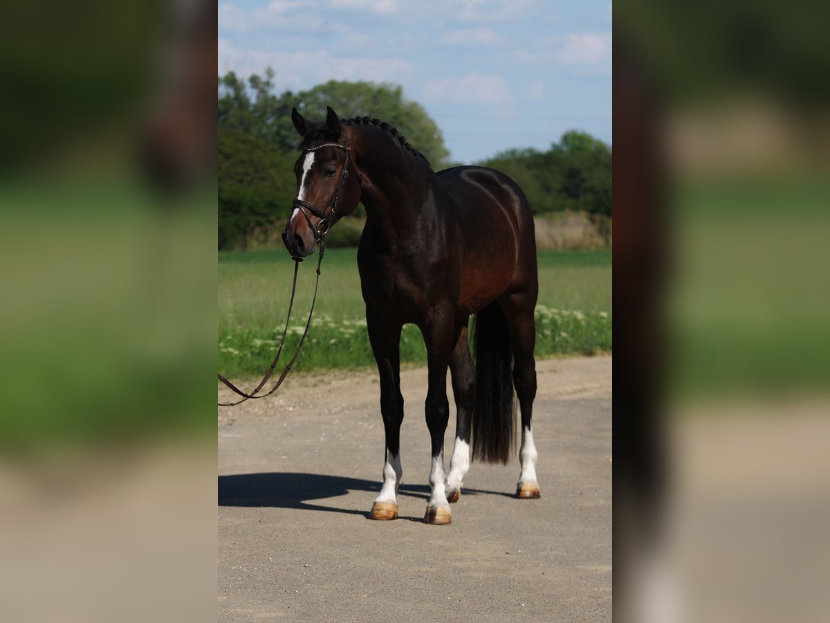 Zangersheider Hengst 3 Jahre 170 cm Dunkelbrauner in Alsóörs