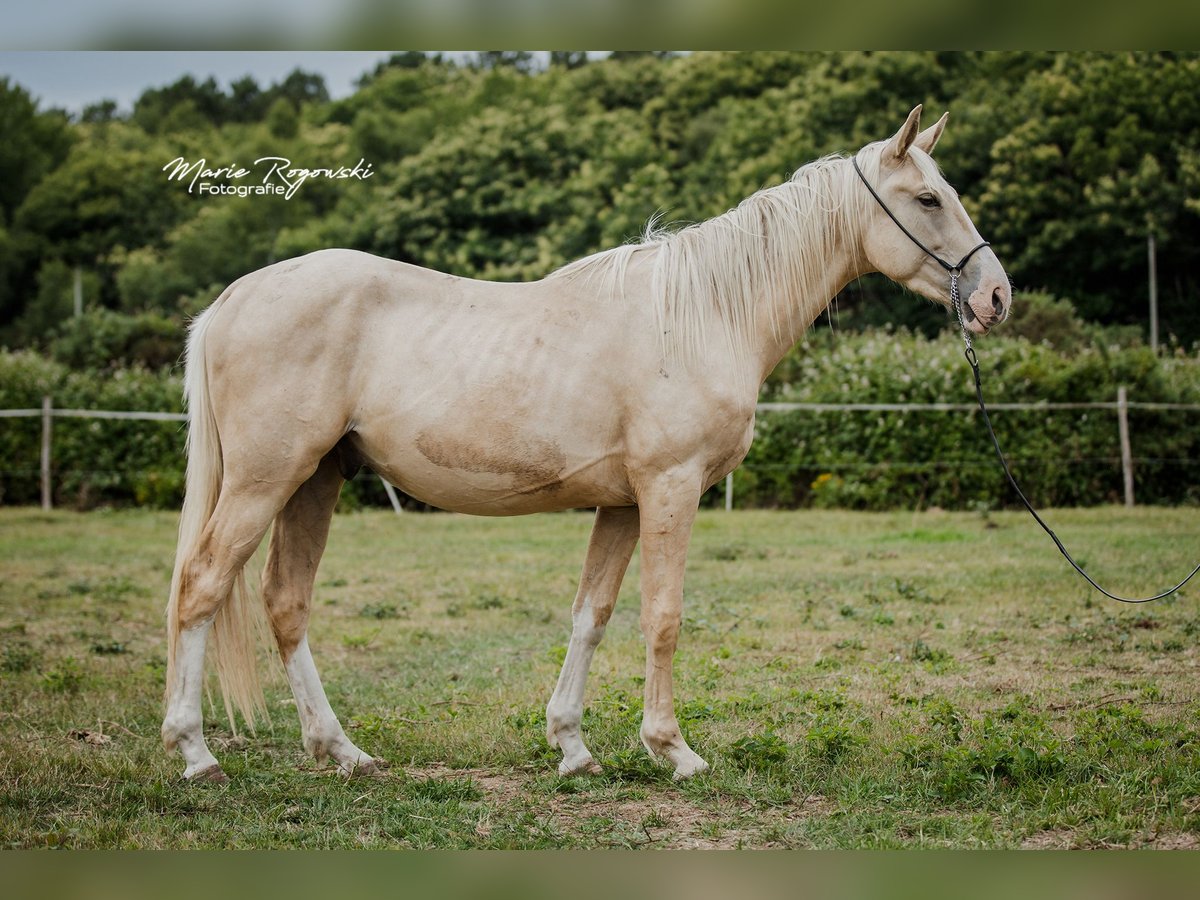 Zangersheider Hengst 3 Jahre 170 cm Palomino in Beaumont pied-de-boeuf