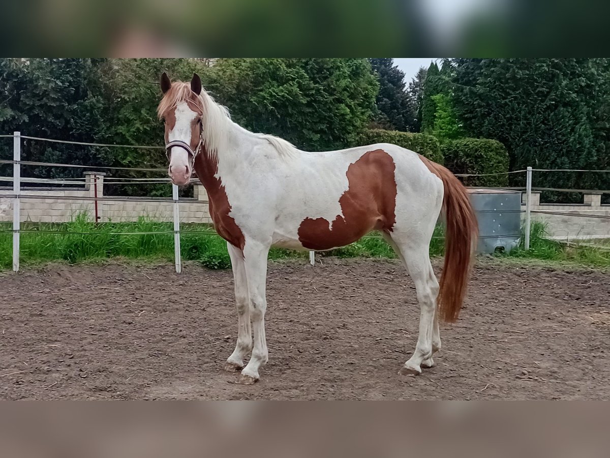 Zangersheider Hengst 3 Jahre 170 cm Schecke in Seesen