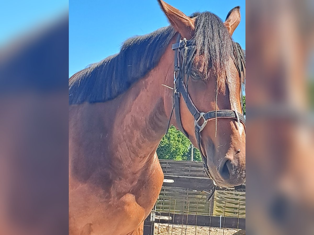 Zangersheider Hengst 3 Jahre 172 cm Brauner in Torhout