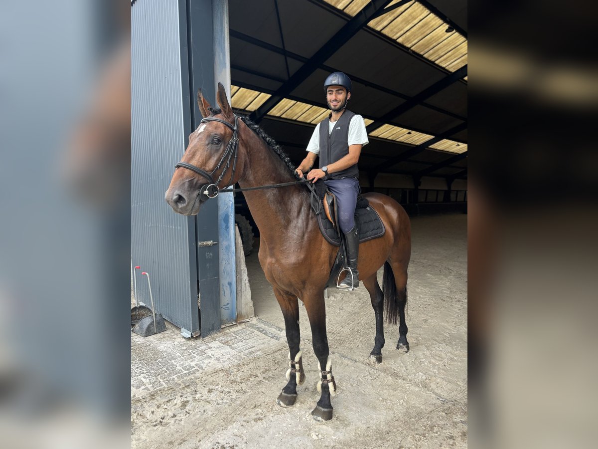 Zangersheider Hengst 4 Jahre 166 cm Dunkelbrauner in Schijndel