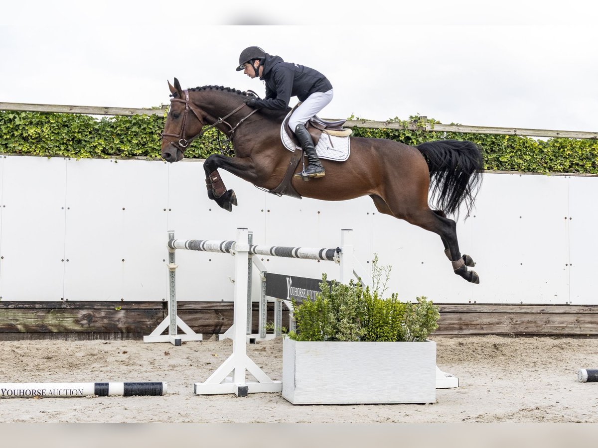 Zangersheider Hengst 4 Jahre 168 cm Brauner in Waddinxveen