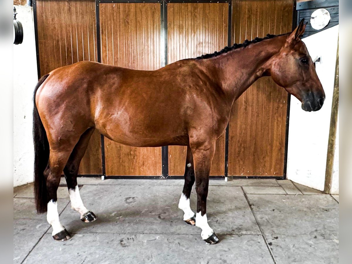 Zangersheider Hengst 5 Jahre 165 cm Brauner in GROTE-BROGEL