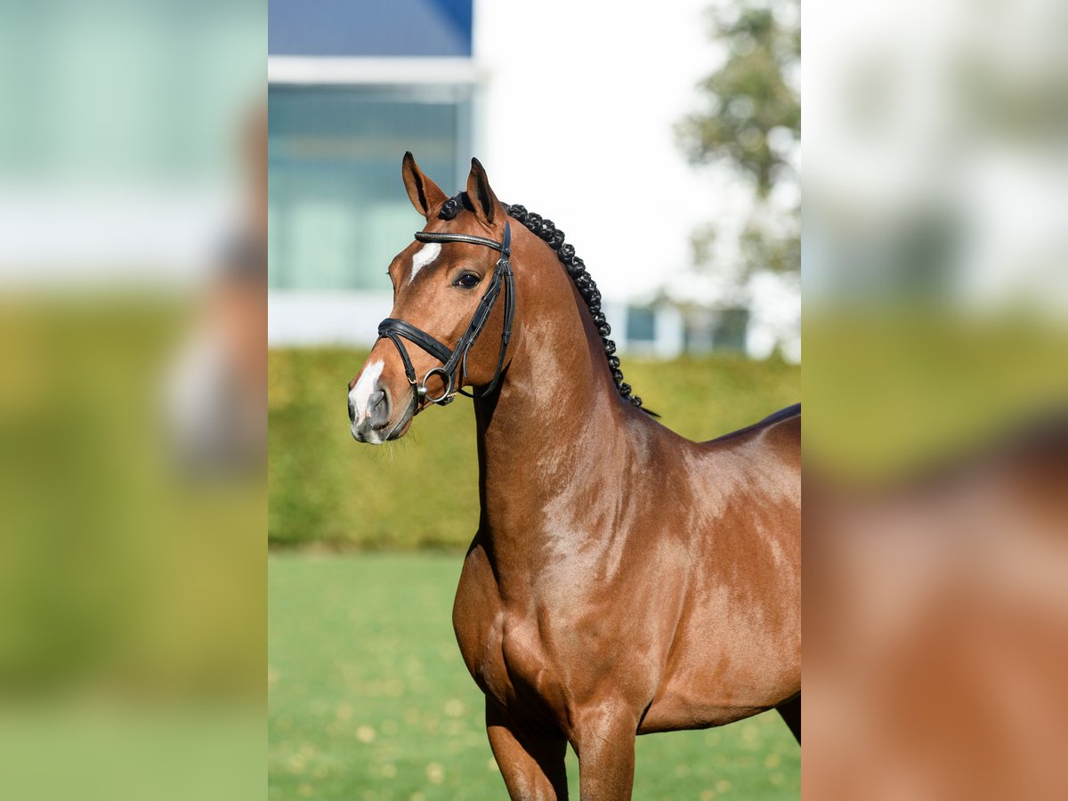 Zangersheider Hengst Brauner in H&#xF6;rstel