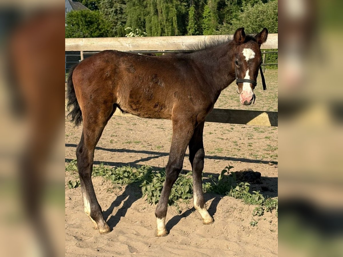 Zangersheider Hengst  168 cm Kann Schimmel werden in Herzogenrath