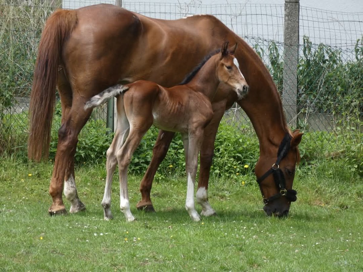 Zangersheider Hengst Fohlen (06/2025) 170 cm Brauner in Thieu