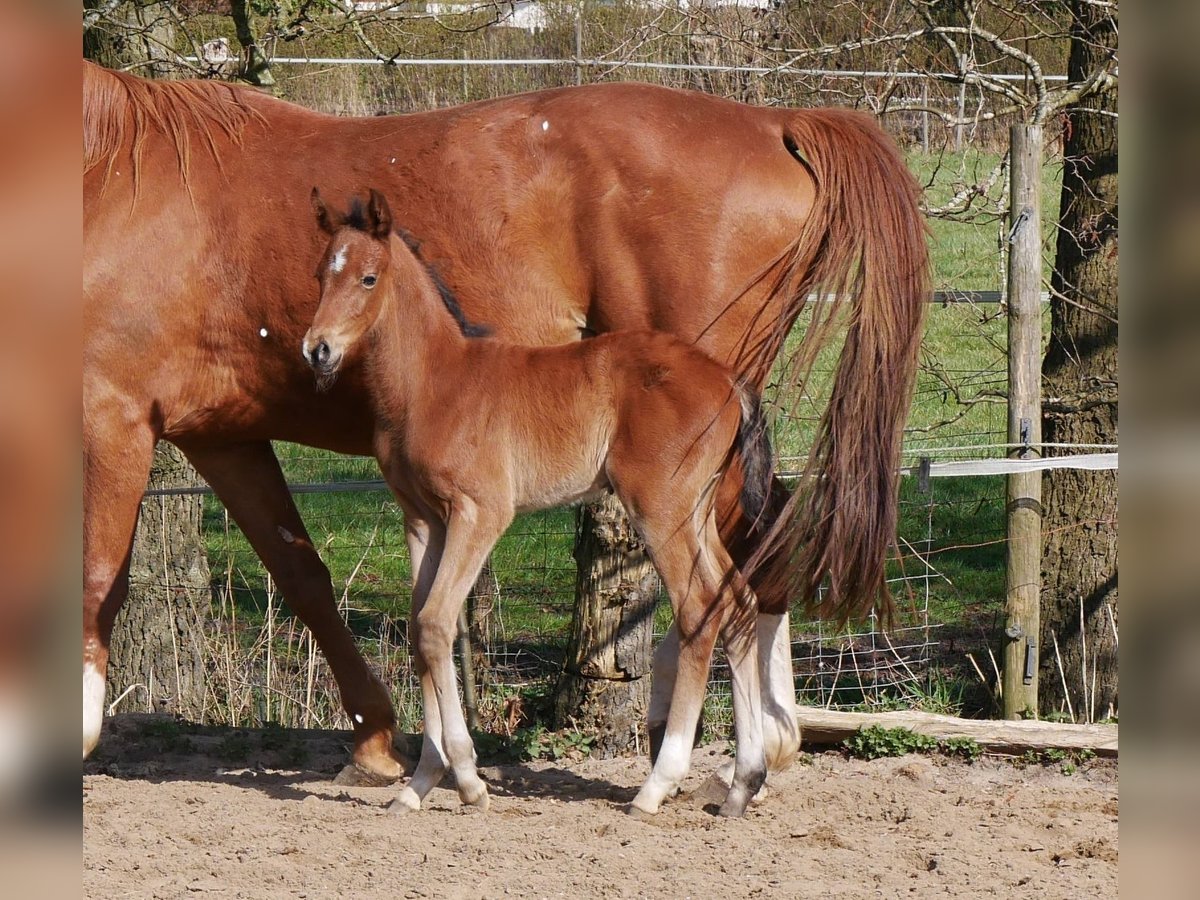 Zangersheider Hengst  170 cm Brauner in Seester