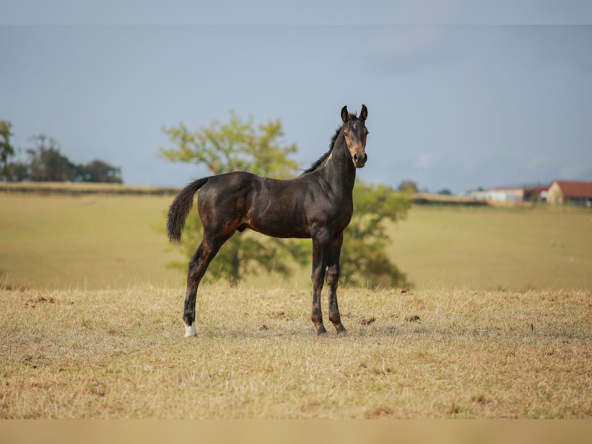Zangersheider Hengst Fohlen (05/2025) 170 cm Schwarzbrauner in SORBIER