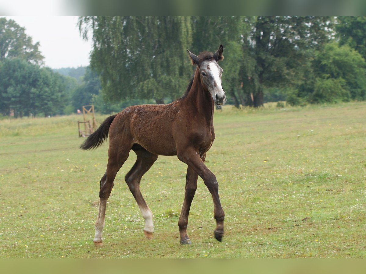 Zangersheider Hengst Fohlen (04/2024) 180 cm Schimmel in Żary