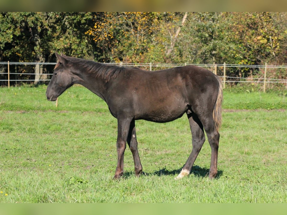 Zangersheider Hengst Fohlen (07/2024) Rappe in Oberhoffen-sur-Moder