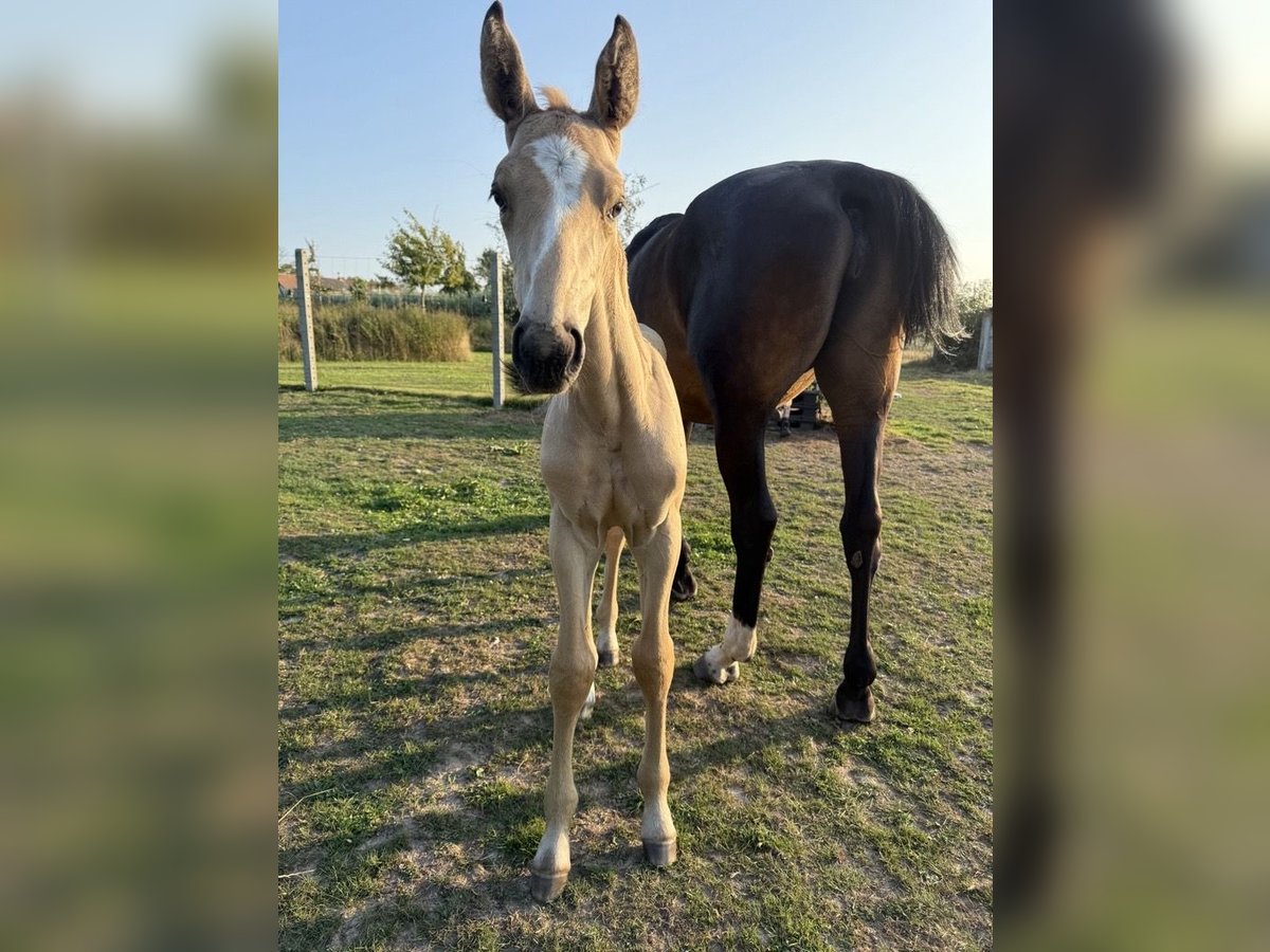 Zangersheider Hengst Fohlen (07/2025) in Lettelingen
