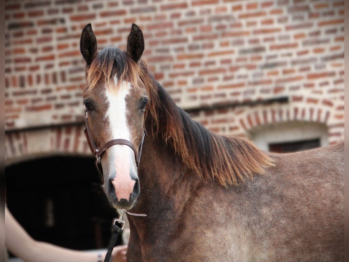 Zangersheider Hingst 1 år 150 cm Grå in Vaulx-Vraucourt