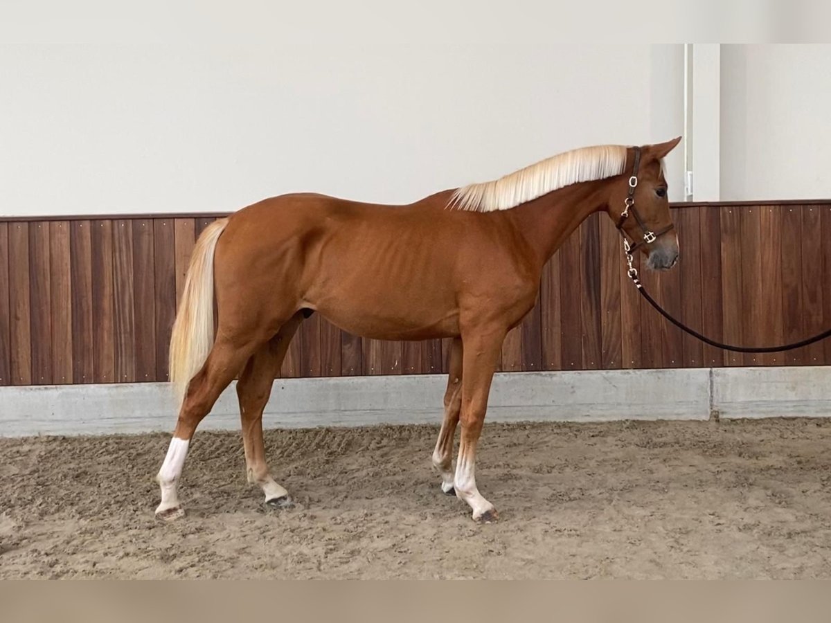 Zangersheider Hingst 1 år 160 cm fux in GROTE-BROGEL