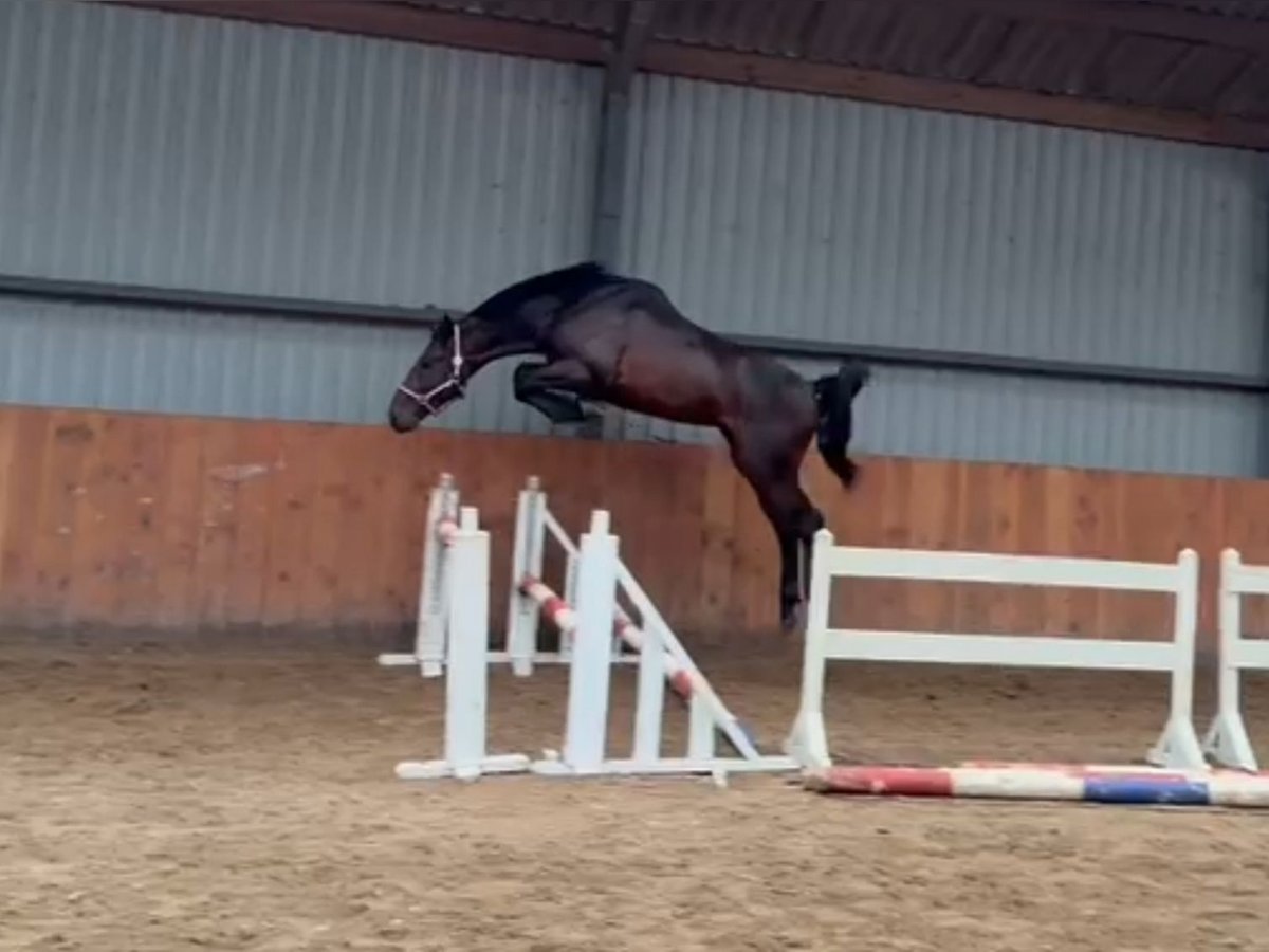 Zangersheider Hingst 2 år in Békéscsaba