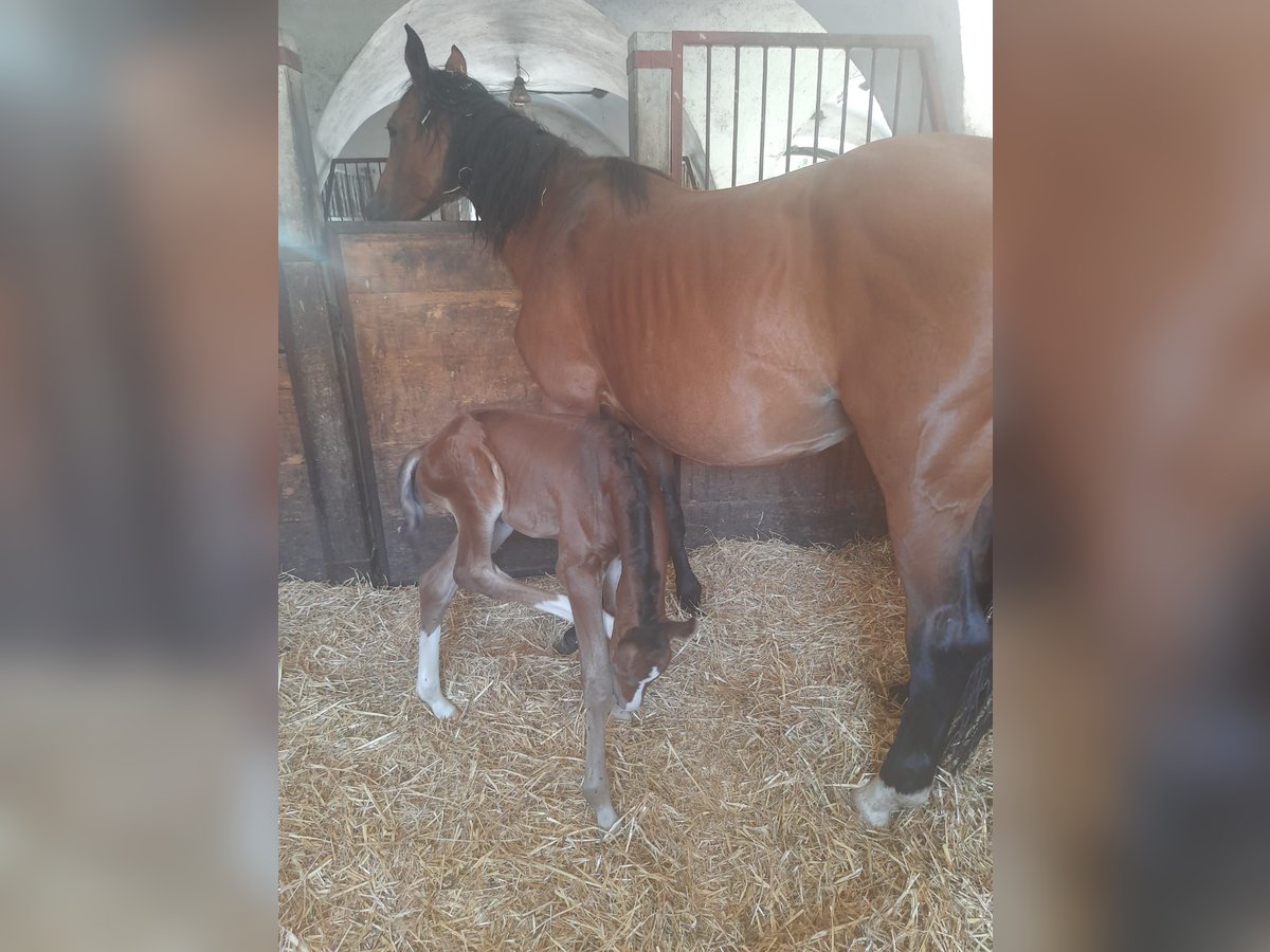 Zangersheider Hingst Föl (07/2024) Brun in Bayerisch Gmain