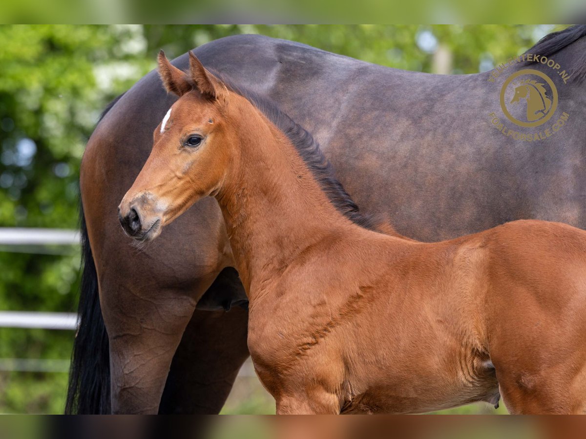 Zangersheider Hingst Föl (03/2024) Brun in Kortgene